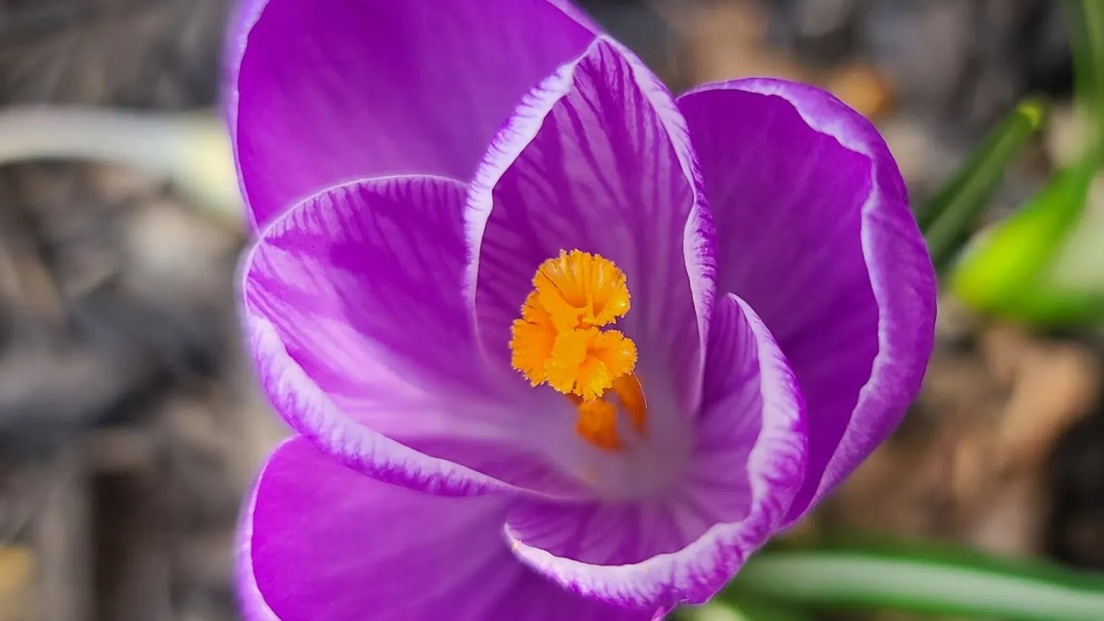 Early Spring