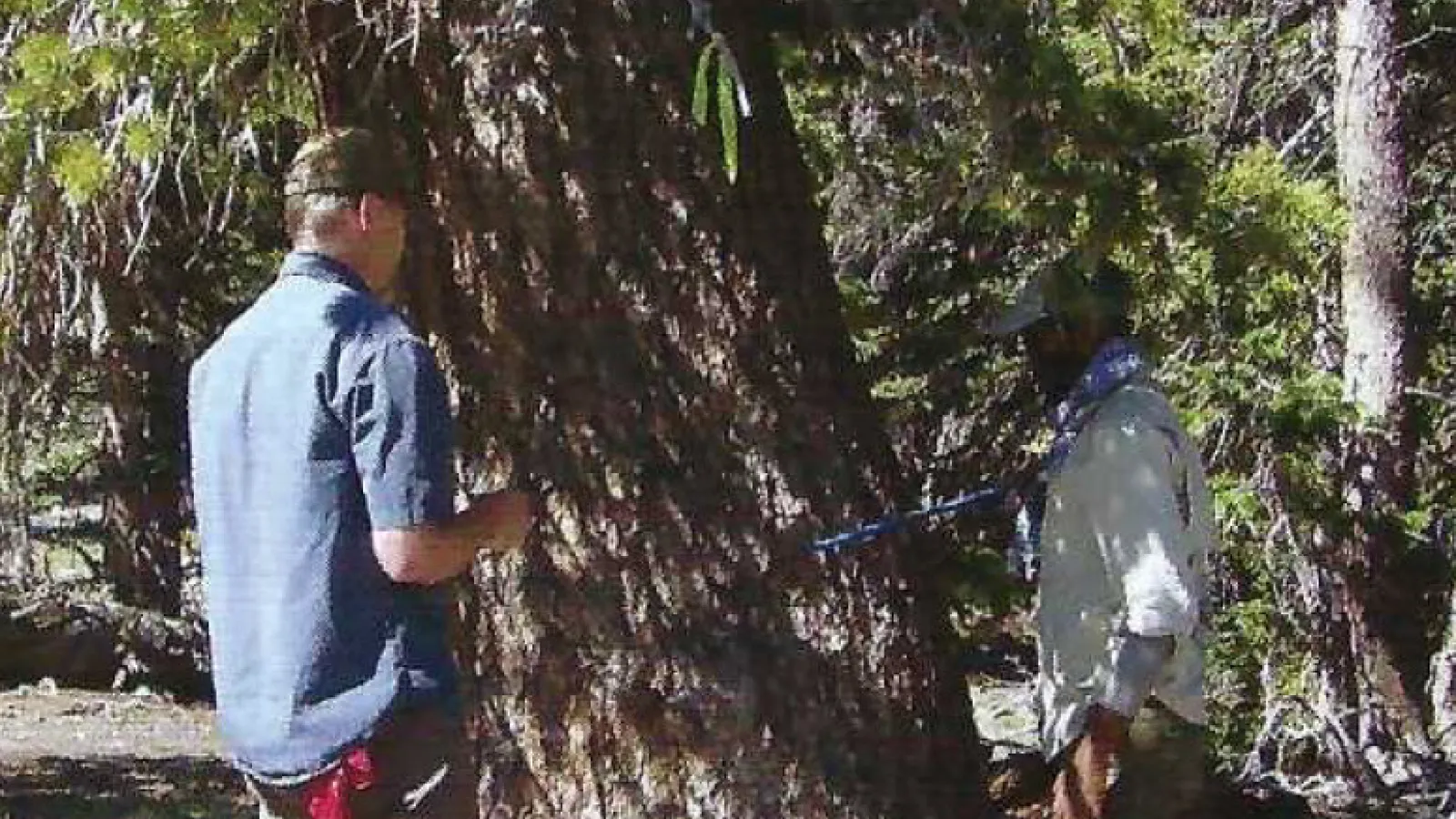 Jim DeGrand and David Porinchu coring trees in Great Basin National Park