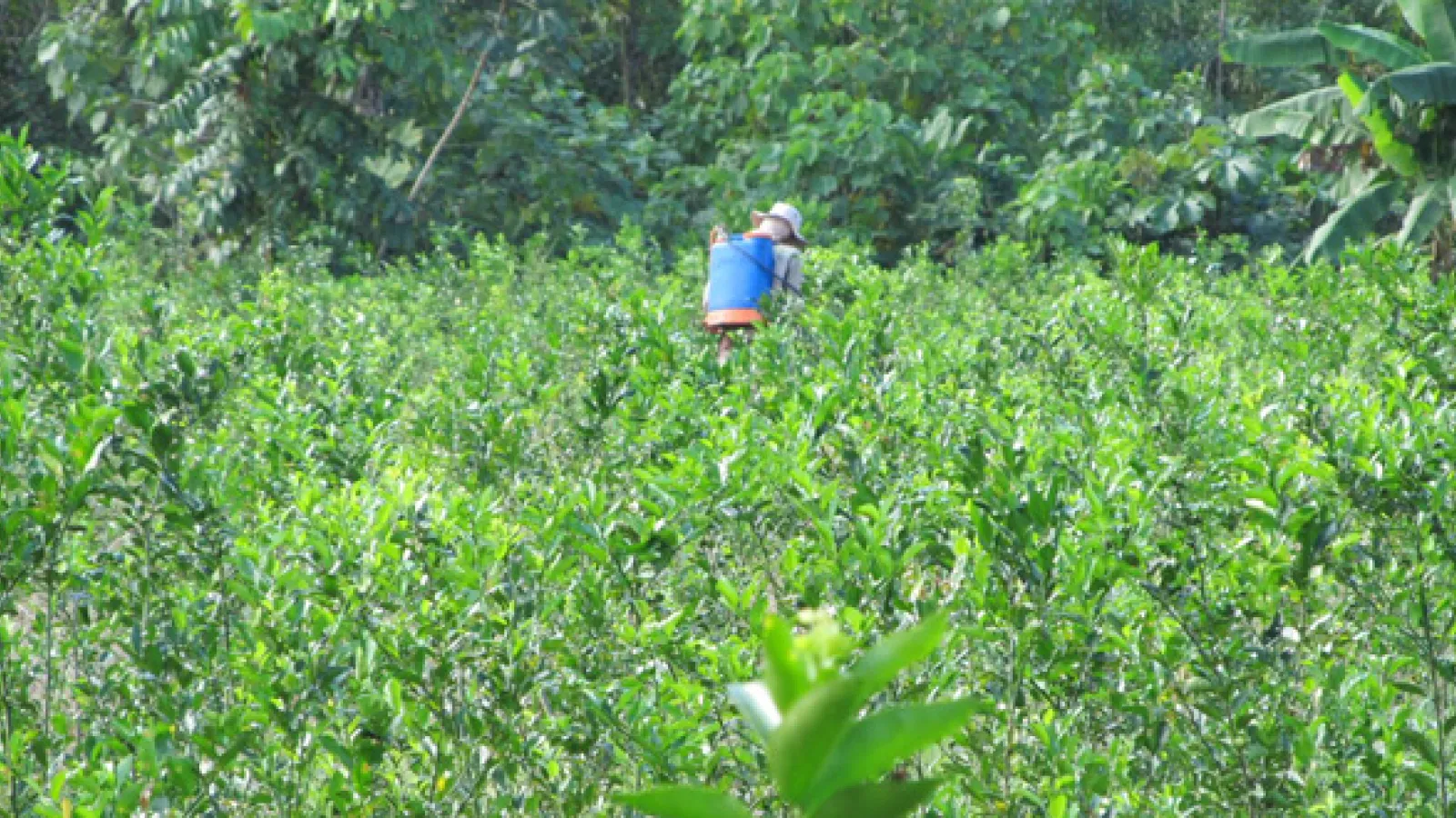 Farmer spraying coca fields in Chapare, Bolivia by Zoe Pearson