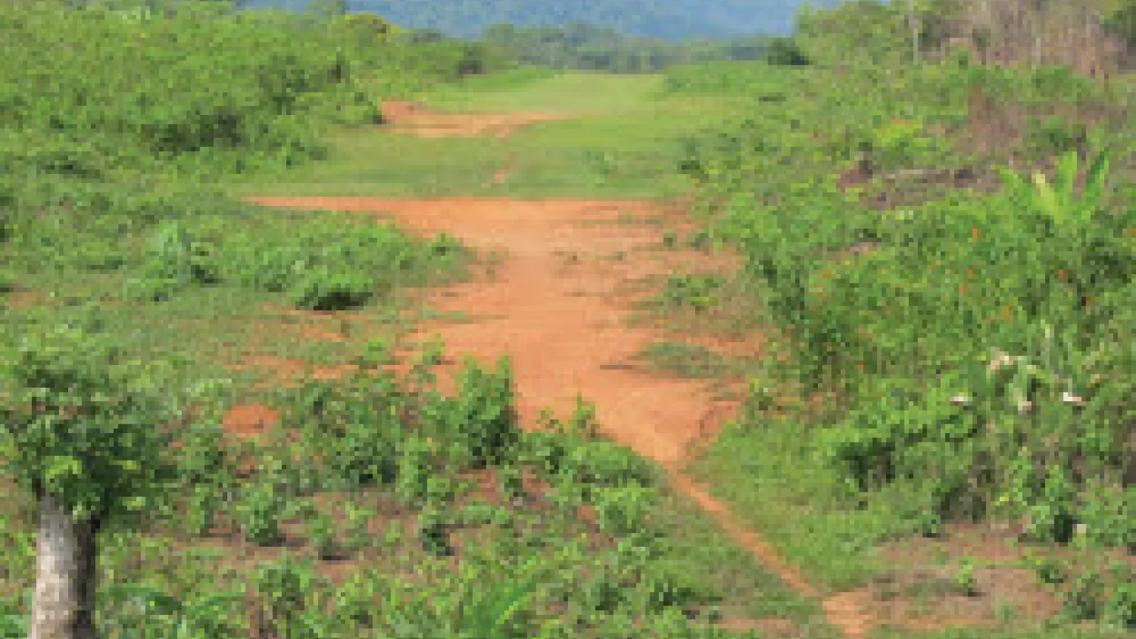 deforestation in central america