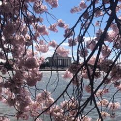 DC DC and Cherry blossoms