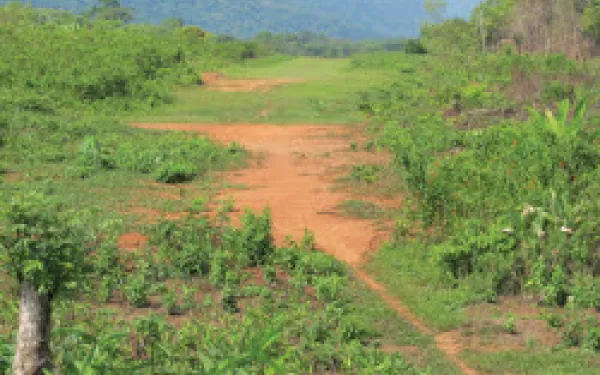 deforestation in central america