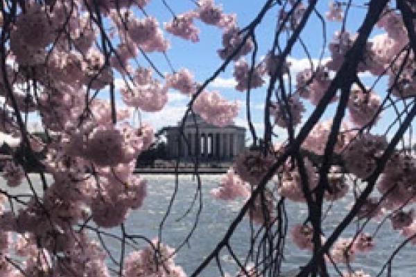 DC DC and Cherry blossoms