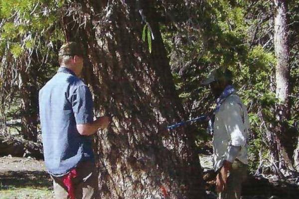 Jim DeGrand and David Porinchu coring trees in Great Basin National Park