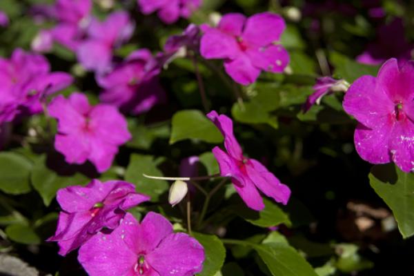 Flowers Flowers