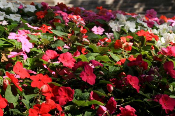 Flowers Flowers