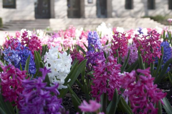 Flowers Flowers