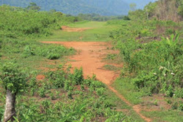 deforestation in central america