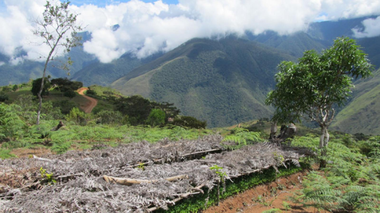 Coca seedlings growing in Yungas, Bolivia by Zoe Pearson