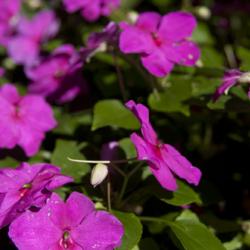 Flowers Flowers