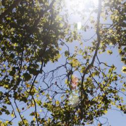 Trees Trees